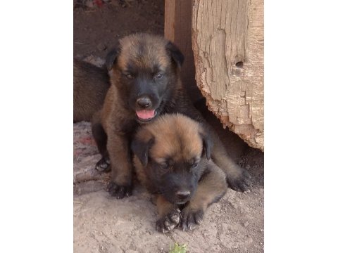 Safkan Belçika Kurt Yavruları