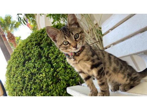 Aslan Tekir Kızımız Yuva Arıyor