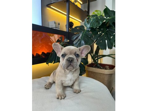 Egzotik French Bulldog Yavrularım Harika Renkler Ve Anatomiler