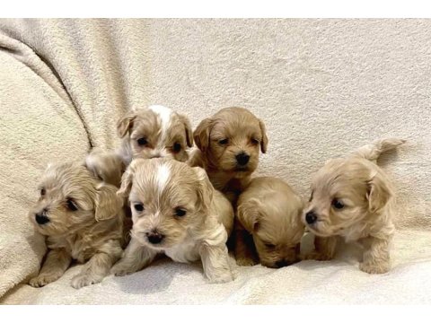 Büyümeyen Küçük Irk Maltipoo Bebekler