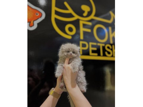 Safkan British Longhair Yavrular