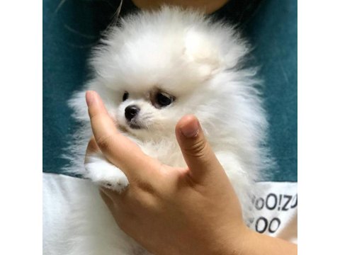 Teddy Bear Pomeranian Yavruları