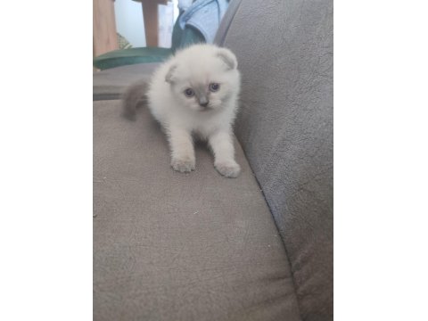 Yeni Yuvalarına Hazır Kediler