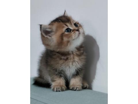 British Shorthair Chocolate Golden Bebeğim