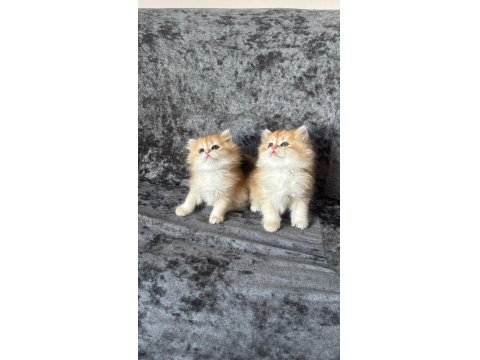 Pofuduk Ny11 Ve Ny12 British