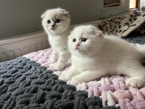 Erkek Scottish Fold Bebekler