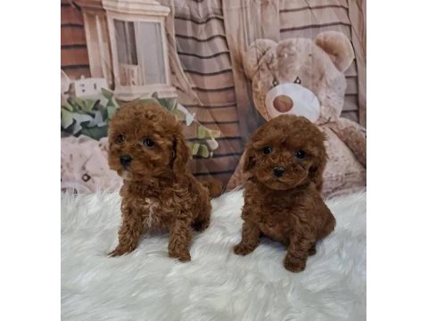 Mükemmel Toy Poodle Yavrularımız