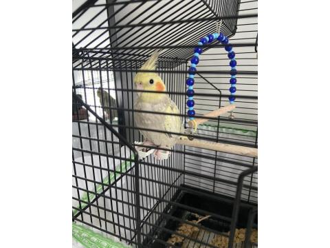 3 Aylık Sultan Papağanı