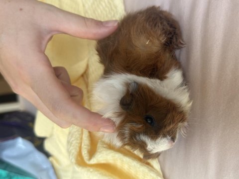 Yeni Doğmuş 2 Haftalık Yavru Guinea Pig
