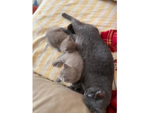 Bir Buçuk Aylık Babaları Şecereli Yavru Kediler