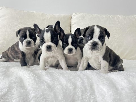 Üst Düzey Kalite Renkli Gözlü French Bulldog Yavrularım