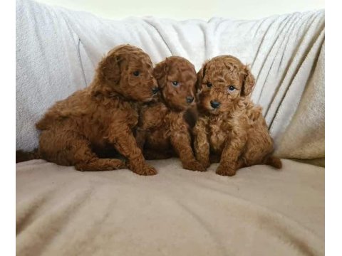 Toy Poodle Yavrular