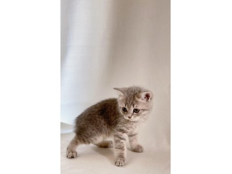 Sessiz Ve Tatlı: Sevgi Dolu Gri British Shorthair