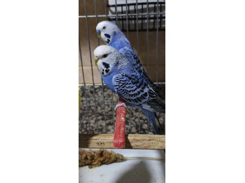 Sağlıklı Muhabbet Kuşu