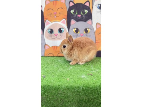 Cüce Tavşan Yavruları