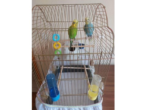 Kafesi Ve Tüm Malzemeleriyle Birlikte Çift Muhabbet Kuşu