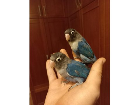 Cennet Papağanı Violet