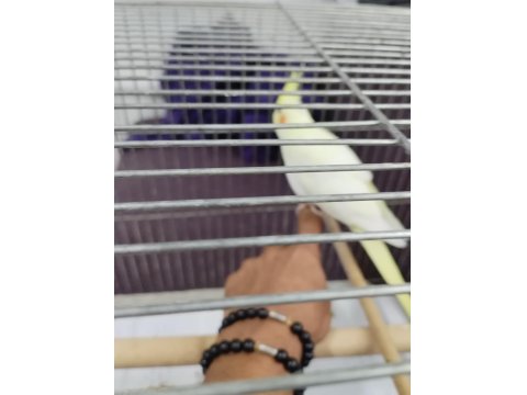 Sultan Papağanı 2 Aylık