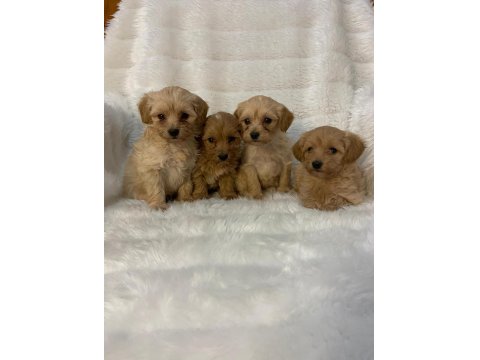 Harika Maltipoo Bebekler