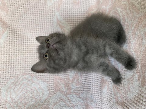 British Shorthair Erkek Bebek 2 Aylık