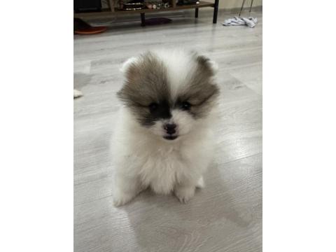 5 Pomeranian Yavrumuza Aile Arıyoruz