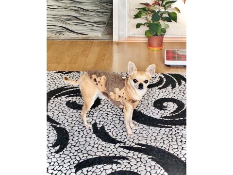 Sıfır Numara 1 Kilo 300 Gram Chihuahua