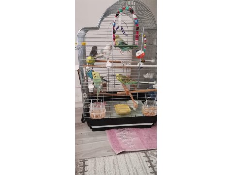 8 Muhabbet Kuşu, 1 Forpus Papağanı, 2 Kafes Ve 4 Yumurta