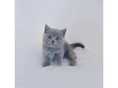 Sevimli British Shorthair Yavruları