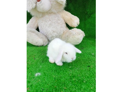 Hollanda Teddy Lop Tavşan Yavrularımız