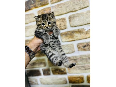 British Shorthair Yavrularımız Hazır