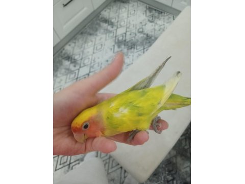 1 Takım Mutasyon Sevda Papağanlarımı Sahiplendiriyorum