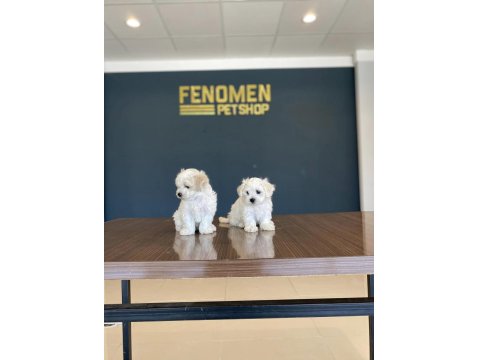 Kar Beyaz Maltese Yavrular Ankara Mağazamızda Görün