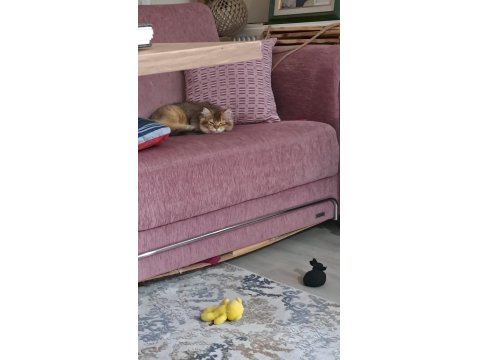 British Ve Tekir Kırma