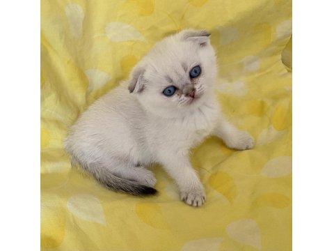 Safkan Scottish Fold Silver Point Ns1133 Mavi Göz