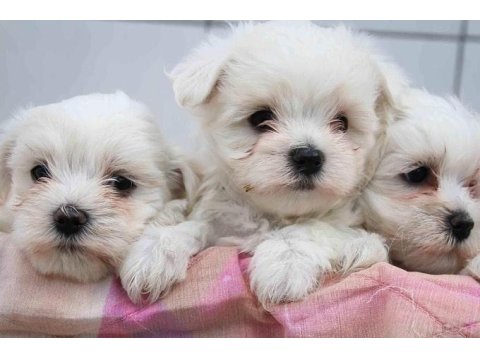 Dünya Tatlısı Terrier Yavruları