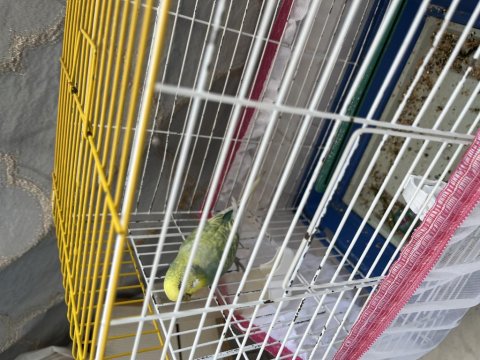 2 Tane Eşleşmiş 1 Tane Yavru Muhabbet Kuşu