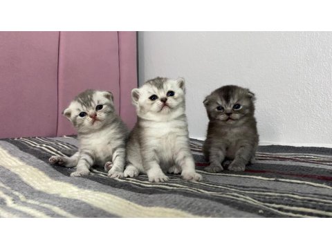 Dünya Tatlısı Yavru Kediler