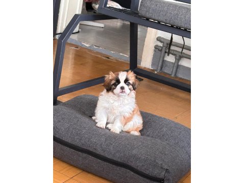 2 Aylık Pekinez Yavrusu