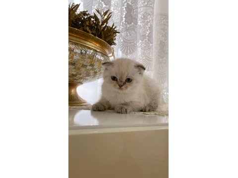 Scottish Fold Minik Herkül Sahibini Arıyor