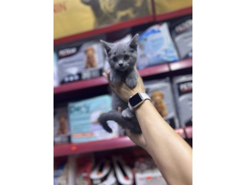 A Kalite British Kediler