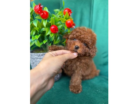 Özel Üretim Toy Poodle Yavrular