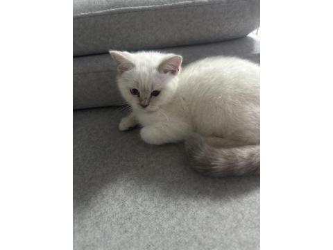 Topaç Gibi British Shorthair Oğlumuz
