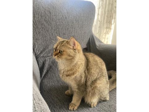 Kedimiz Mişa Yeni Yuvasını Arıyor