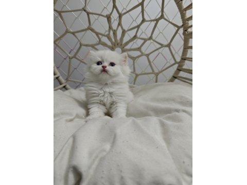 Yavru British Shorthair Kediler