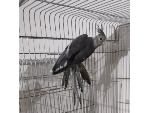 Grey Ve Lutino Erkek Sultan Papağanlar