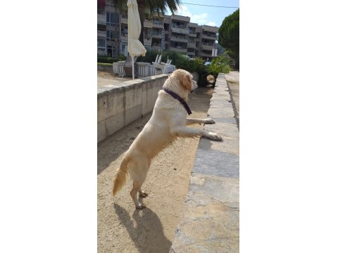 Beyaz Golden Retriever