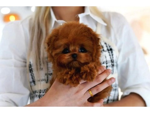 Toy Poodle Güzel Yavrularım