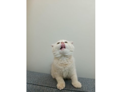 2 Aylık Özel Cream Renk Scottish Fold