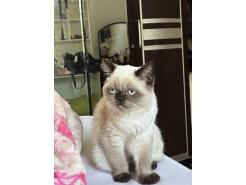 Dişi British Shorthair