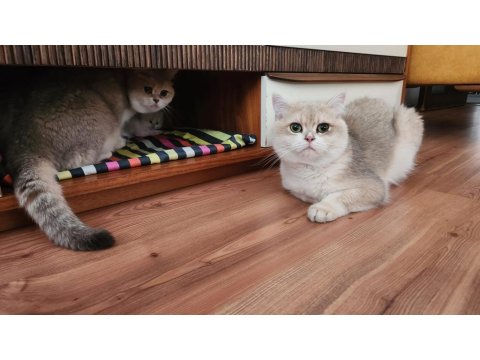 Ay12 Blue Golden British Shorthair Full Anne-Baba Şecere